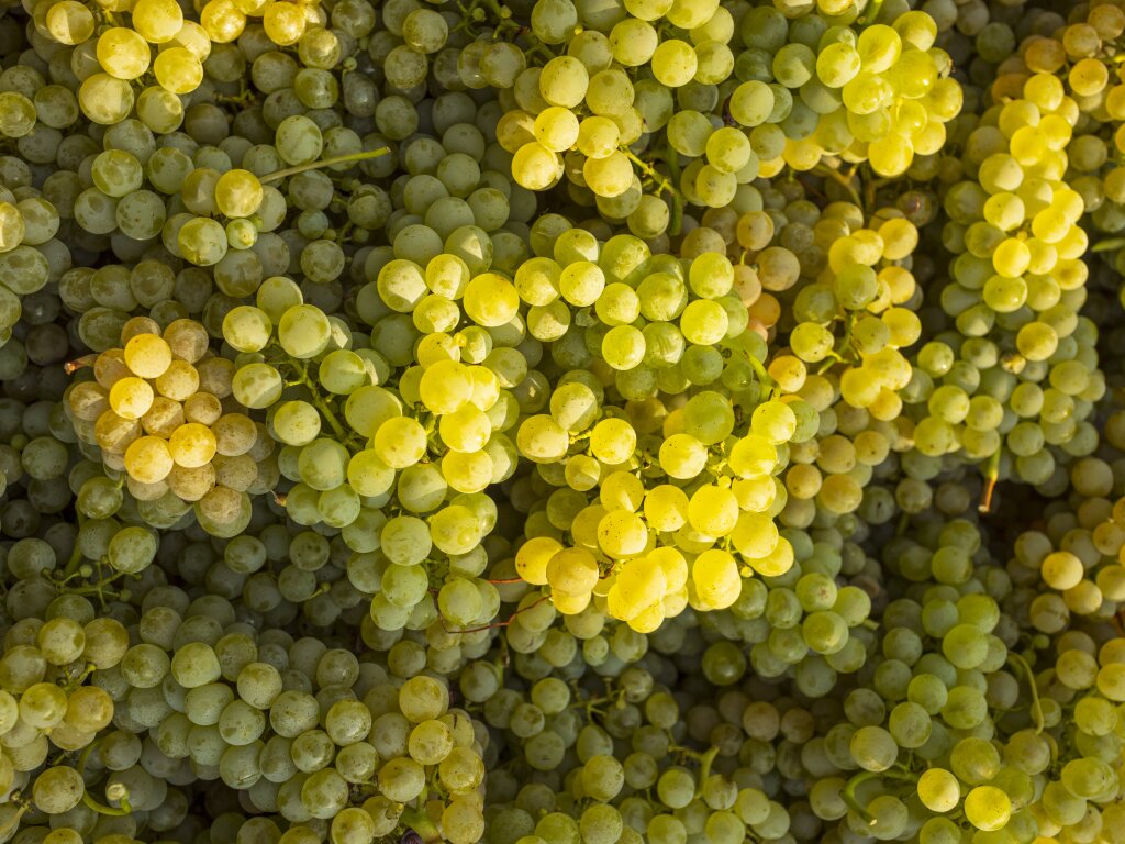 Beeren.