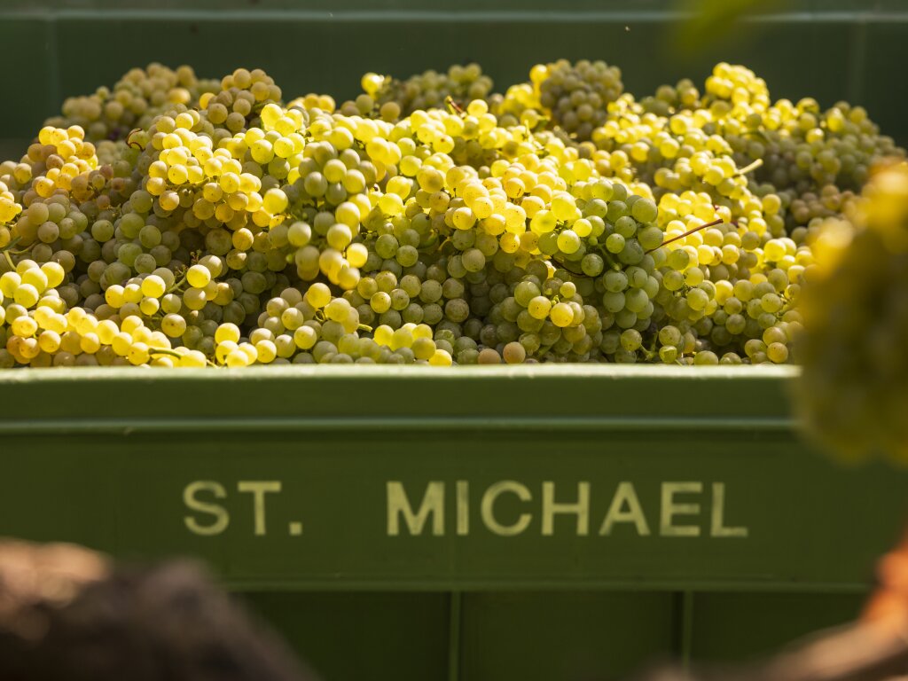 Sauvignon.